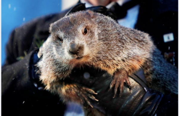 ¡La marmota Phil da su veredicto! Pronostica seis semanas más de invierno con gélidas temperaturas